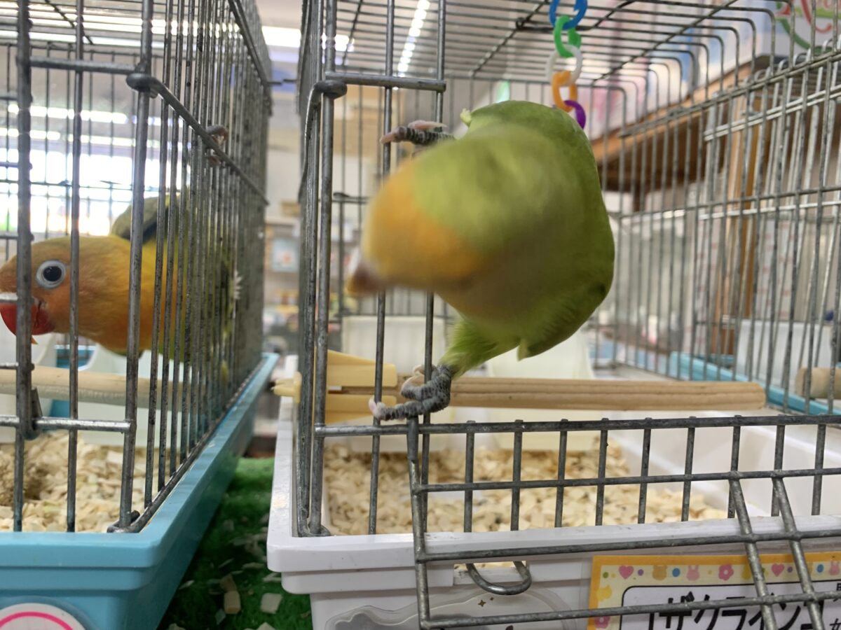 5月12日(火)最新画像🆙‼︎お顔にキラキラオレンジ🍊✨ コザクラインコ(オレンジフェイス) コザクラインコ(小桜インコ)