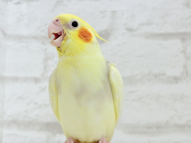 【最新画像更新🪄】ふんわりもちもち♡オカメインコ(シナモンパイド) ヒナ オカメインコ