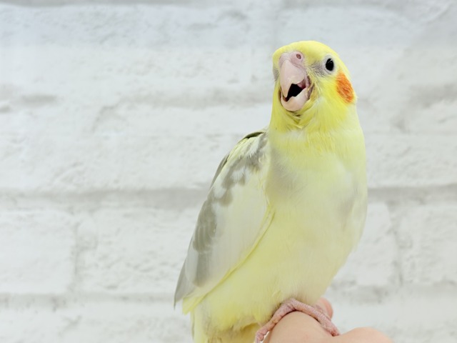 【最新画像更新🪄】ふんわりもちもち♡オカメインコ(シナモンパイド) ヒナ オカメインコ