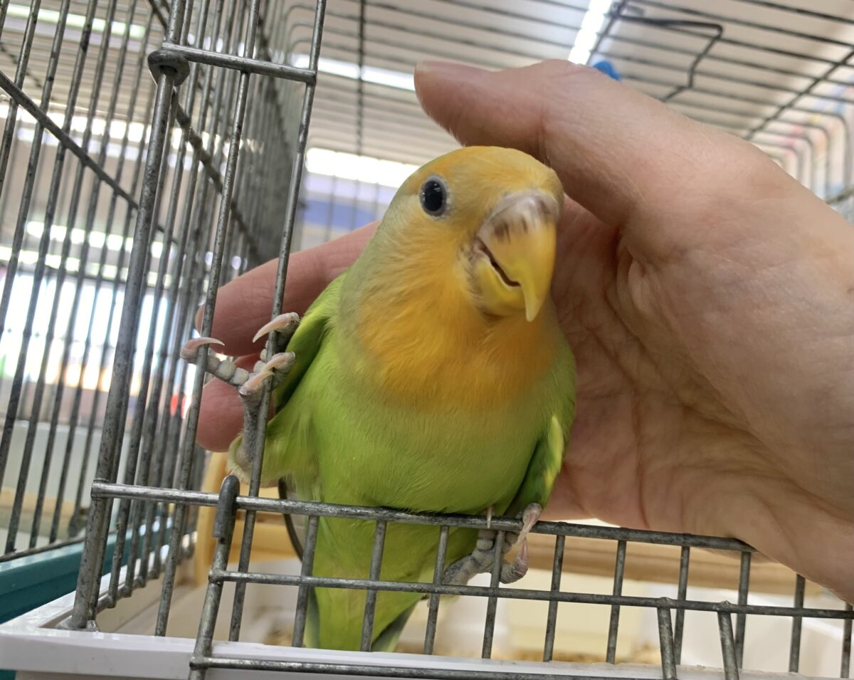 5月12日(火)最新画像🆙‼︎お顔にキラキラオレンジ🍊✨ コザクラインコ(オレンジフェイス) コザクラインコ(小桜インコ)