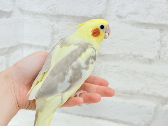 【最新画像更新🪄】ふんわりもちもち♡オカメインコ(シナモンパイド) ヒナ オカメインコ