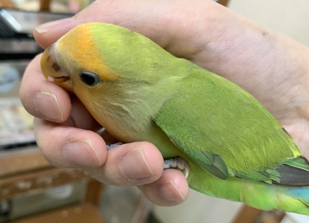 5月12日(火)最新画像🆙‼︎お顔にキラキラオレンジ🍊✨ コザクラインコ(オレンジフェイス) コザクラインコ(小桜インコ)