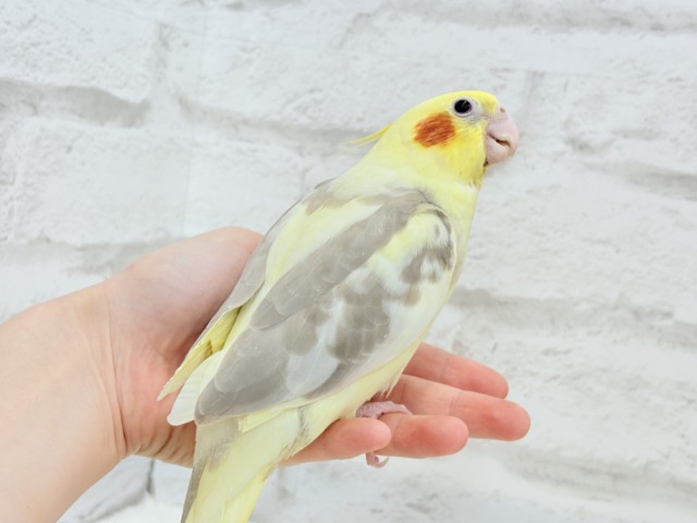 オカメインコ
