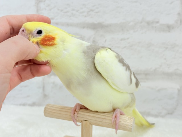 オカメインコ