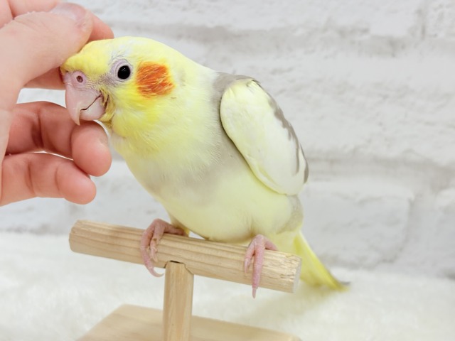 オカメインコ