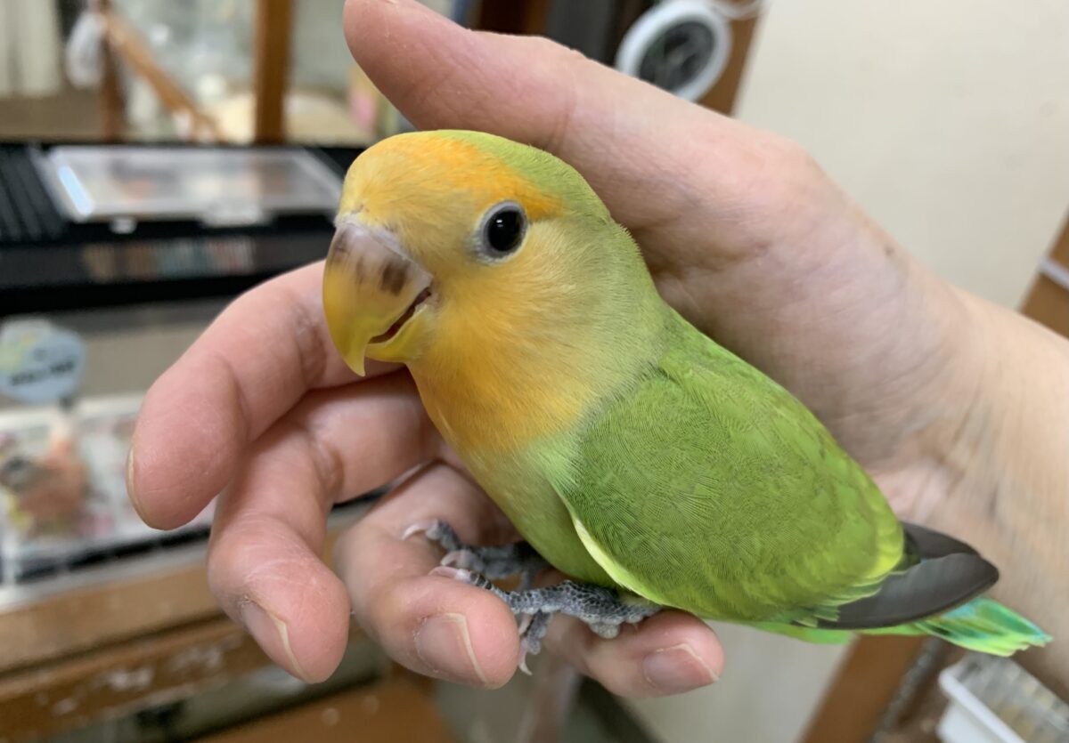 5月12日(火)最新画像🆙‼︎お顔にキラキラオレンジ🍊✨ コザクラインコ(オレンジフェイス) コザクラインコ(小桜インコ)