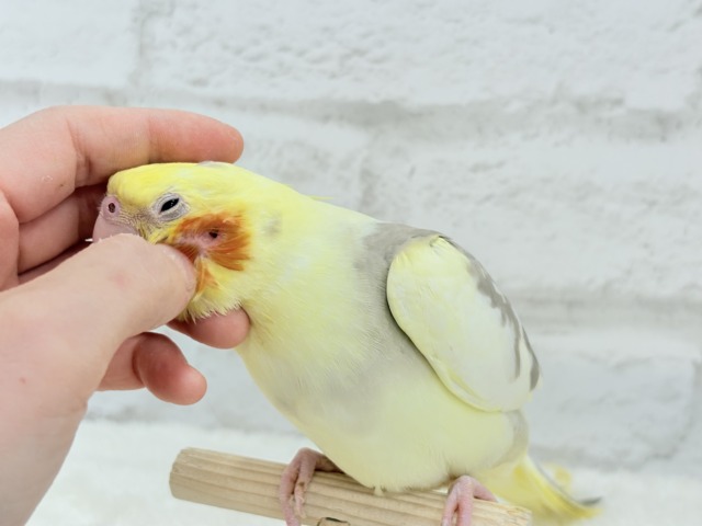 【最新画像更新🪄】ふんわりもちもち♡オカメインコ(シナモンパイド) ヒナ オカメインコ