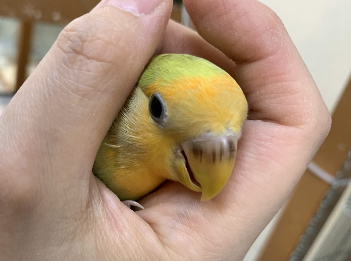 5月12日(火)最新画像🆙‼︎お顔にキラキラオレンジ🍊✨ コザクラインコ(オレンジフェイス) コザクラインコ(小桜インコ)