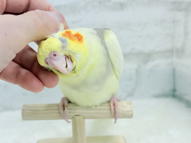 【最新画像更新🪄】ふんわりもちもち♡オカメインコ(シナモンパイド) ヒナ オカメインコ