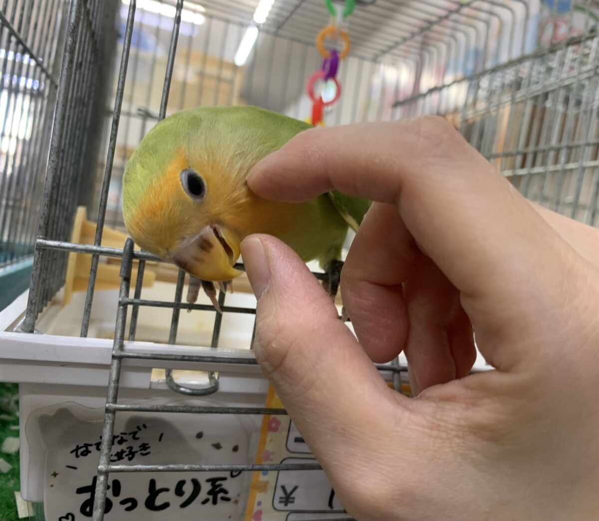 5月12日(火)最新画像🆙‼︎お顔にキラキラオレンジ🍊✨ コザクラインコ(オレンジフェイス) コザクラインコ(小桜インコ)
