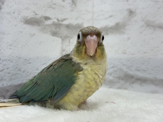 【最新画像更新🪄もうすぐひとり餌☆】おめめくりくり☆ふんわりカラー🫧ウロコインコ(ブルーパイナップル) ヒナ ホオミドリウロコインコ