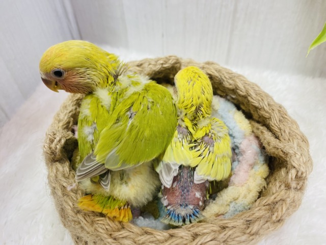 最新画像有ります😊あと1羽❗️ハデっこちゃんズ⭐️徐々に染まってく〜コザクラインコ❤️ コザクラインコ(小桜インコ)