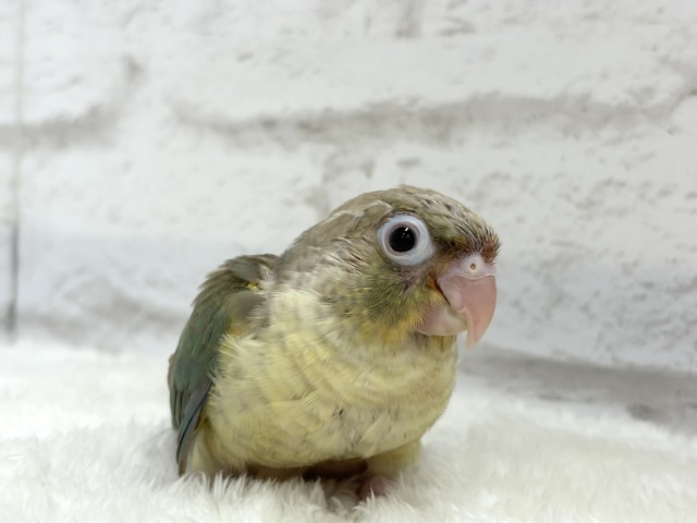 【最新画像更新🪄もうすぐひとり餌☆】おめめくりくり☆ふんわりカラー🫧ウロコインコ(ブルーパイナップル) ヒナ ホオミドリウロコインコ