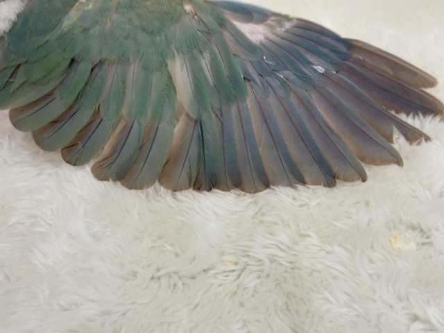 【最新画像更新🪄もうすぐひとり餌☆】おめめくりくり☆ふんわりカラー🫧ウロコインコ(ブルーパイナップル) ヒナ ホオミドリウロコインコ