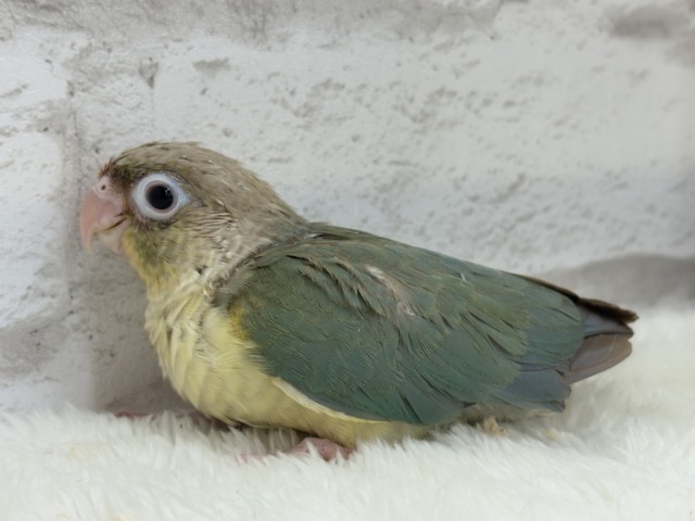 【最新画像更新🪄もうすぐひとり餌☆】おめめくりくり☆ふんわりカラー🫧ウロコインコ(ブルーパイナップル) ヒナ ホオミドリウロコインコ