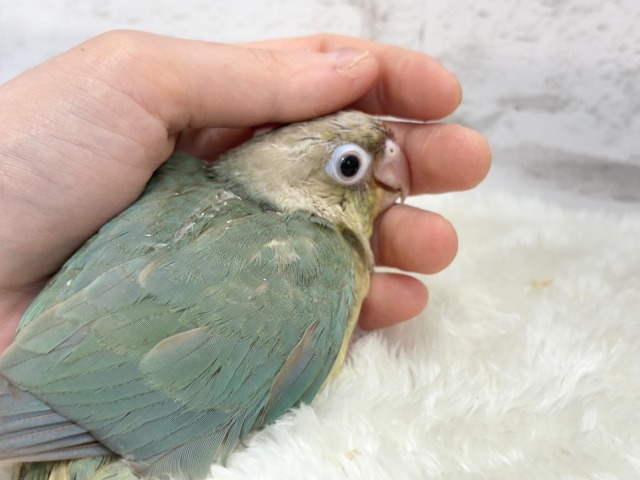【最新画像更新🪄もうすぐひとり餌☆】おめめくりくり☆ふんわりカラー🫧ウロコインコ(ブルーパイナップル) ヒナ ホオミドリウロコインコ