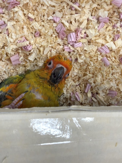 【最新画像更新🪄】甘々確定🐣💖コガネメキシコインコ ヒナ コガネメキシコインコ
