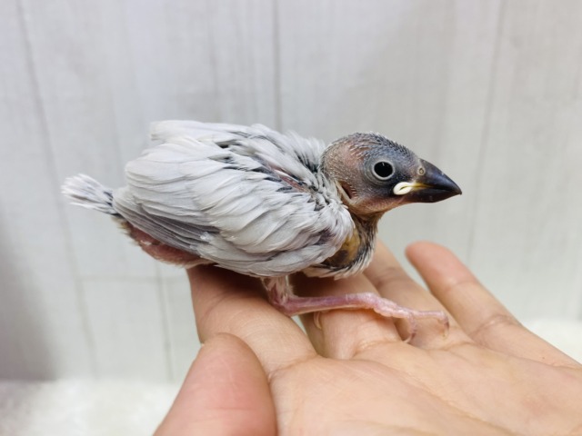 シルバー文鳥
