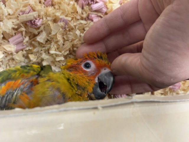 【最新画像更新🪄】甘々確定🐣💖コガネメキシコインコ ヒナ コガネメキシコインコ