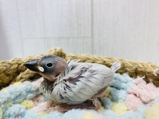 シルバー文鳥