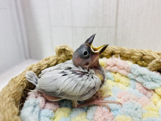 シルバー文鳥