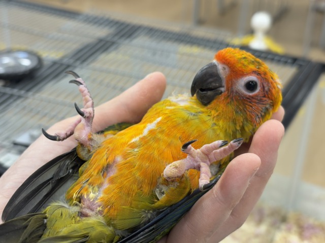 【最新画像更新🪄】甘々確定🐣💖コガネメキシコインコ ヒナ コガネメキシコインコ