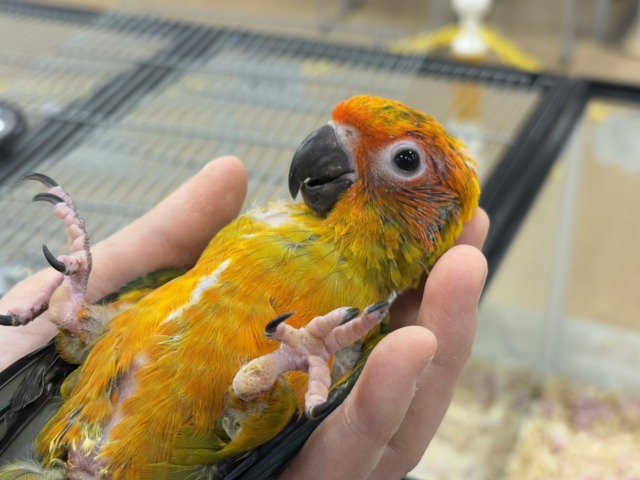 【最新画像更新🪄】甘々確定🐣💖コガネメキシコインコ ヒナ コガネメキシコインコ