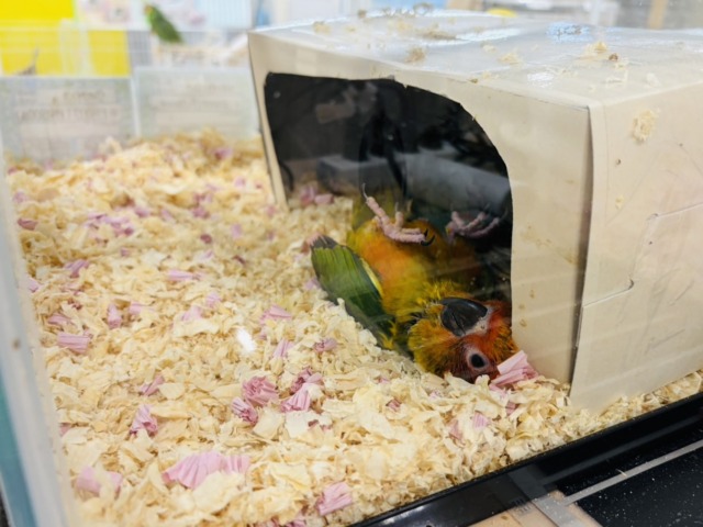 【最新画像更新🪄】甘々確定🐣💖コガネメキシコインコ ヒナ コガネメキシコインコ
