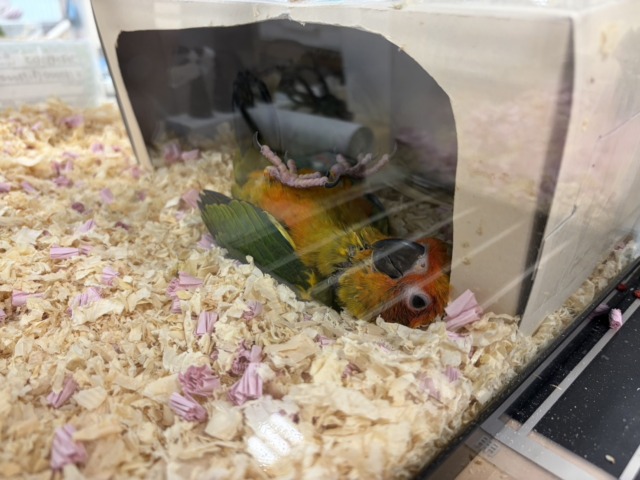 【最新画像更新🪄】甘々確定🐣💖コガネメキシコインコ ヒナ コガネメキシコインコ