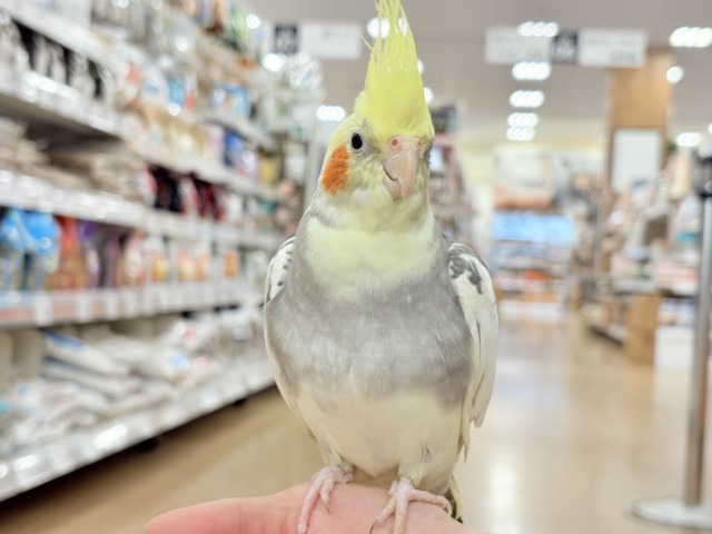 説明画像です