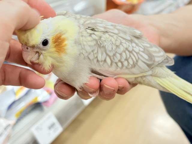 説明画像です