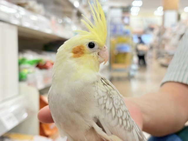 説明画像です