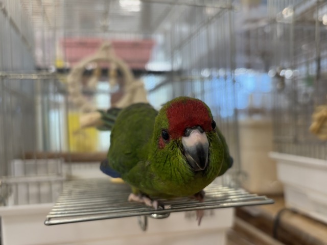 【最新画像更新🪄】毎日の成長が楽しみ♬*°キガシラアオハシインコ(ノーマル) ヒナ キガシラアオハシインコ