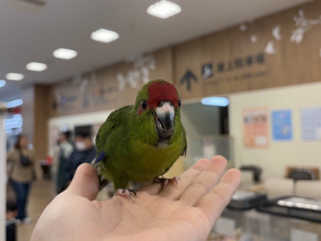 【最新画像更新🪄】毎日の成長が楽しみ♬*°キガシラアオハシインコ(ノーマル) ヒナ キガシラアオハシインコ
