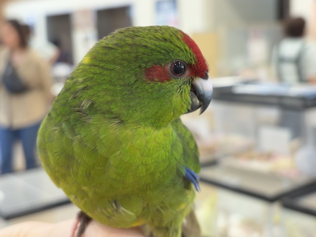 【最新画像更新🪄】毎日の成長が楽しみ♬*°キガシラアオハシインコ(ノーマル) ヒナ キガシラアオハシインコ