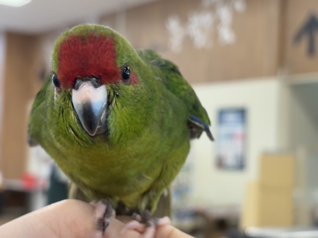 【最新画像更新🪄】毎日の成長が楽しみ♬*°キガシラアオハシインコ(ノーマル) ヒナ キガシラアオハシインコ