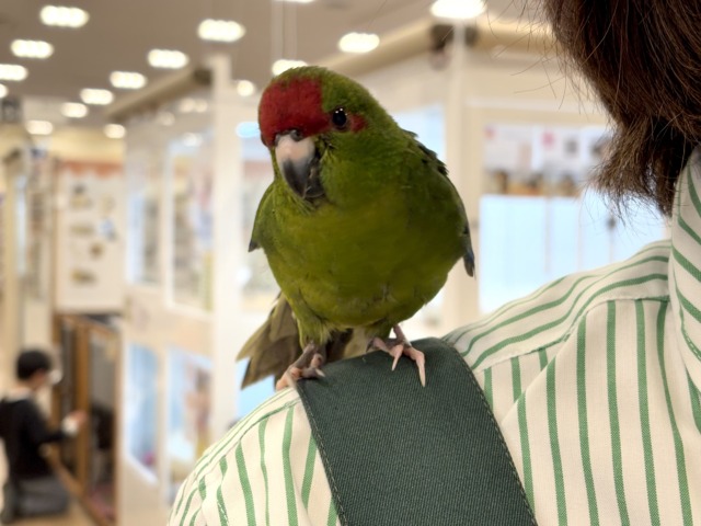 【最新画像更新🪄】毎日の成長が楽しみ♬*°キガシラアオハシインコ(ノーマル) ヒナ キガシラアオハシインコ
