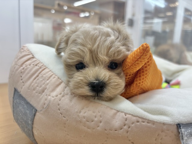 マルプー