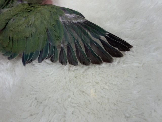 コザクラインコ（小桜インコ）