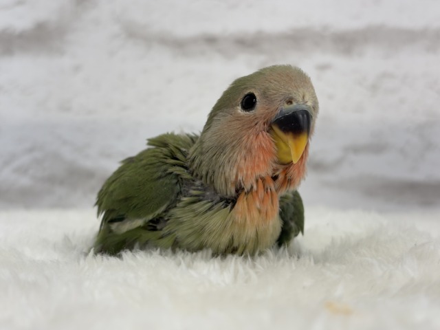 【最新画像更新🪄】ポっと色づく紅いお顔🐣🧡コザクラインコ(ノーマル) ヒナ コザクラインコ(小桜インコ)
