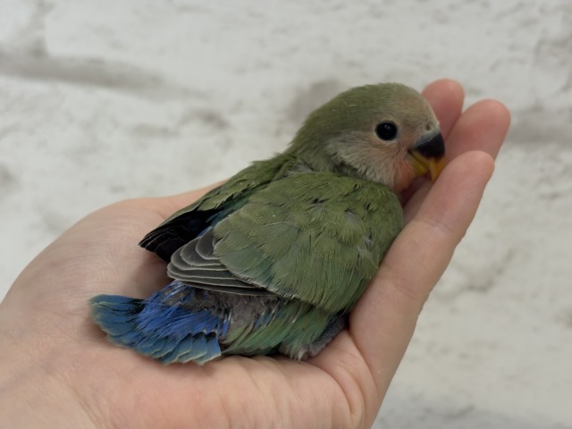【最新画像更新🪄】ポっと色づく紅いお顔🐣🧡コザクラインコ(ノーマル) ヒナ コザクラインコ(小桜インコ)