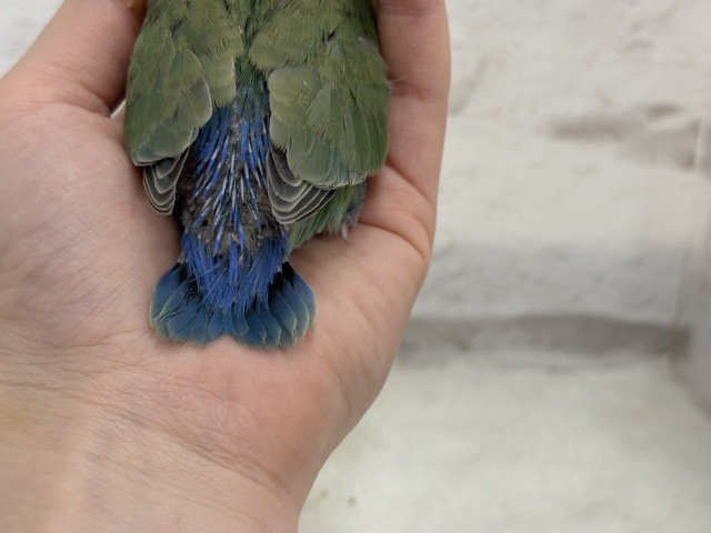【最新画像更新🪄】ポっと色づく紅いお顔🐣🧡コザクラインコ(ノーマル) ヒナ コザクラインコ(小桜インコ)