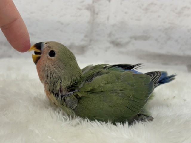 【最新画像更新🪄】ポっと色づく紅いお顔🐣🧡コザクラインコ(ノーマル) ヒナ コザクラインコ(小桜インコ)