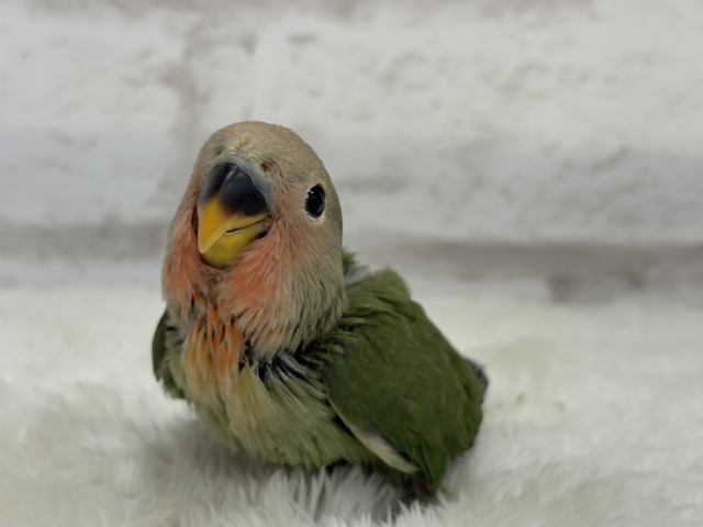 【最新画像更新🪄】ポっと色づく紅いお顔🐣🧡コザクラインコ(ノーマル) ヒナ コザクラインコ(小桜インコ)