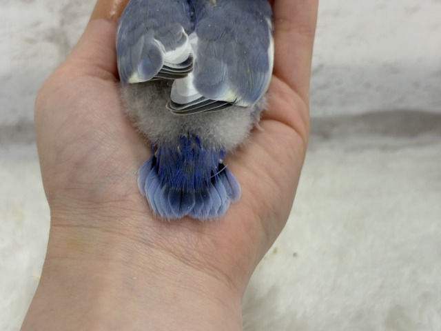 【最新画像更新🪄】癒し系🫧クリームふんわり🐣🧁コザクラインコ(バイオレットパイド) ヒナ コザクラインコ(小桜インコ)