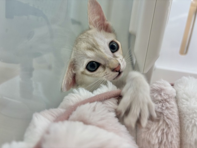 シンガプーラ