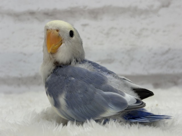 【最新画像更新🪄】癒し系🫧クリームふんわり🐣🧁コザクラインコ(バイオレットパイド) ヒナ コザクラインコ(小桜インコ)