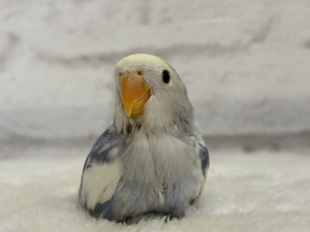 【最新画像更新🪄】癒し系🫧クリームふんわり🐣🧁コザクラインコ(バイオレットパイド) ヒナ コザクラインコ(小桜インコ)