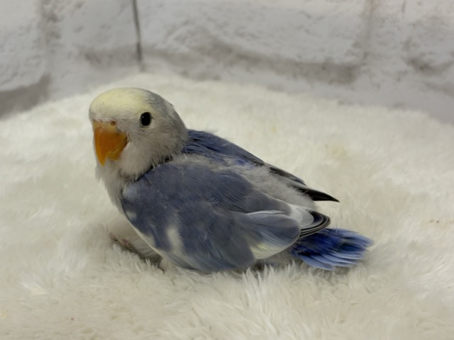 【最新画像更新🪄】癒し系🫧クリームふんわり🐣🧁コザクラインコ(バイオレットパイド) ヒナ コザクラインコ(小桜インコ)