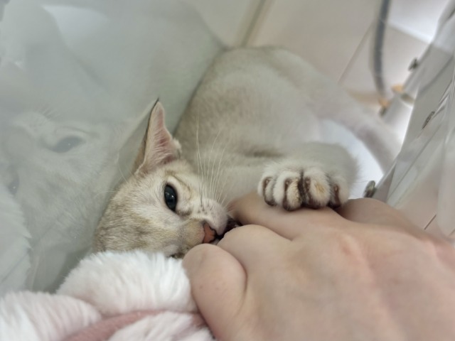 シンガプーラ